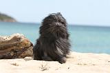 PETIT CHIEN LION 095